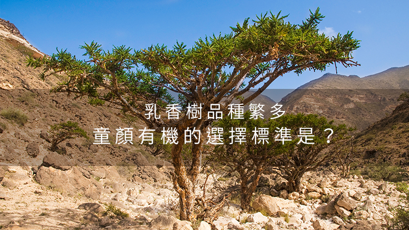 乳香樹品種繁多，童顏有機的選擇標準是？｜有機小百科 - Inna Organic 童顏有機