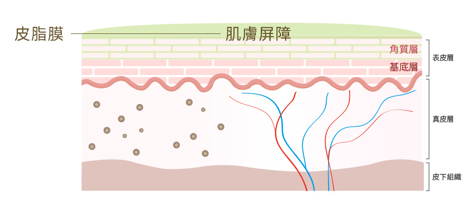 肌膚敏感是指皮層較薄、容易受刺激，伴隨乾癢、肌膚老化等困擾