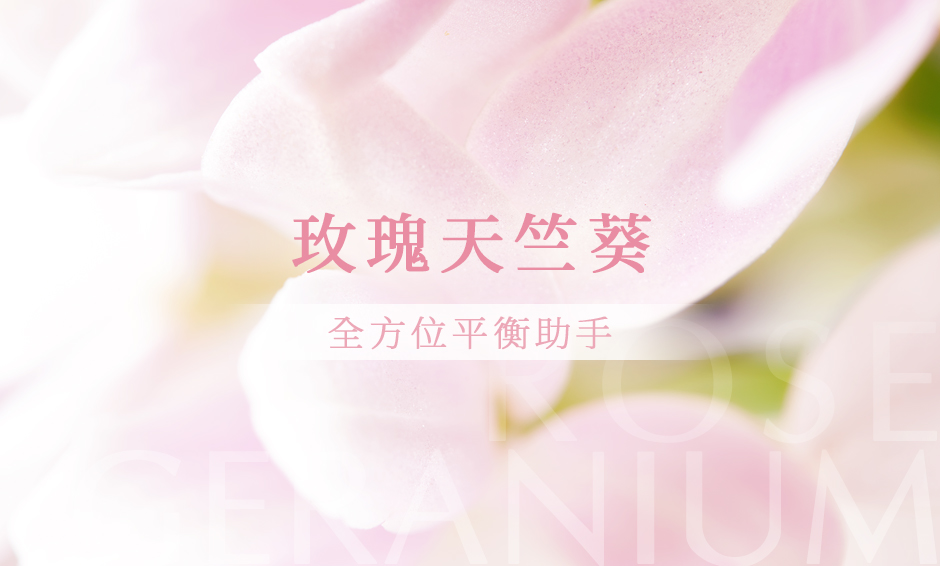 玫瑰天竺葵：全方位平衡助手