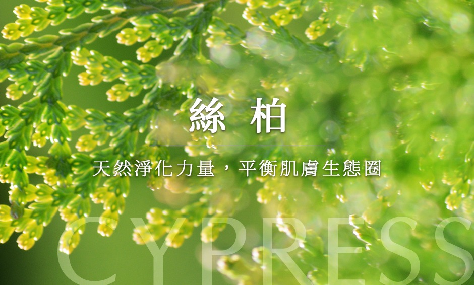 絲柏精油 天然淨化力量，平衡肌膚生態圈