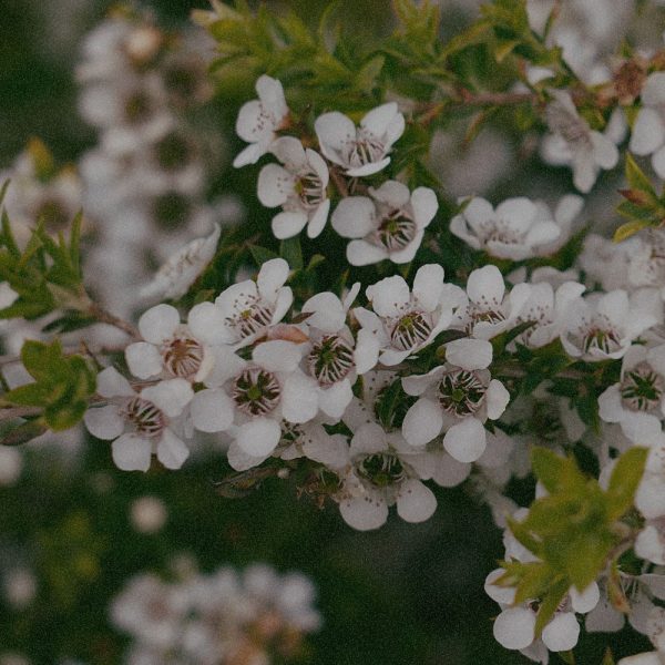 Leptospermum Scoparium Leaf Extract